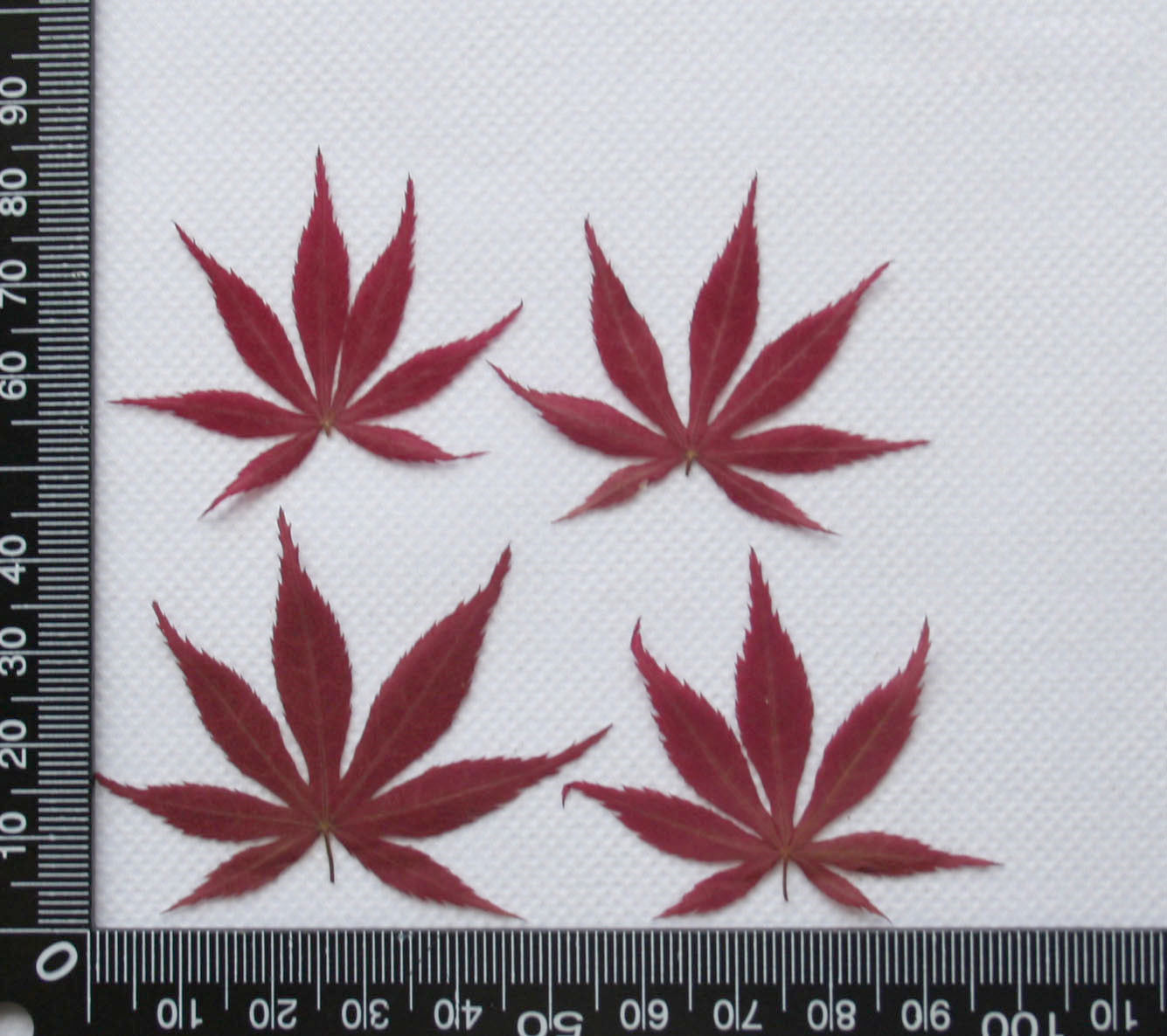 Natural Japan Red Maple