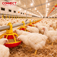 Solution clé en main pour l'élevage de poulets : Système de logement avicole pour le déploiement complet de projets d'élevage de poulets de chair