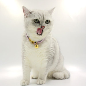 Nouvel arrivage collier de <span class=keywords><strong>chat</strong></span> en velours mignon avec porte-étiquette airtag étui pour colliers d'animaux de compagnie pour <span class=keywords><strong>chien</strong></span> <span class=keywords><strong>et</strong></span> chats avec nœud papillon pour <span class=keywords><strong>chat</strong></span> - Product Image 5