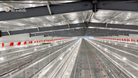 Nouveau système de cages en batterie entièrement automatique en acier de type H pour l'élevage avicole de poules pondeuses, pour une production efficace à grande échelle