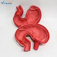 Modelo de Estómago de Cerdo Deshebrado con Estructura Completa de la Cámara Gástrica para Ayuda Didáctica en Ganadería CE/ISO/ROHS/CNAS