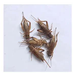 Crickets Edible Insects Dry Maggot Animal Feed for Pet