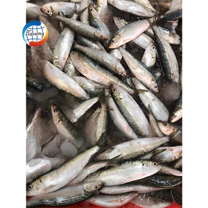 <span class=keywords><strong>Sardinas</strong></span> Congeladas de Acuicultura de Fábrica de Mariscos Congelados, Pescado Congelado a Bajo Precio, <span class=keywords><strong>Sardinas</strong></span> a Granel - Product Image 6