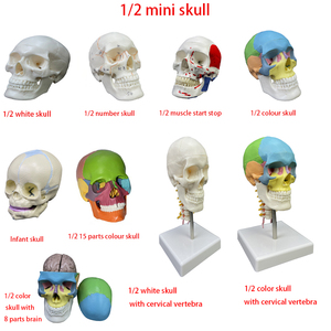 Modelo de calavera Fetal para enseñanza médica, esqueleto de plástico PVC, modelo de 3 piezas, mandíbula móvil, Cráneo de bebé - Product Image 6
