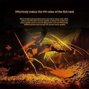 Groothandel Natuurlijke Elemi Bladeren Materiaal Antibacteriële Waterzuivering Bladeren - Product Image 3