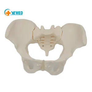 Flexible and Scalable Anatomical Model for Science Education Life Size Human Skeleton Female Pelvis Model