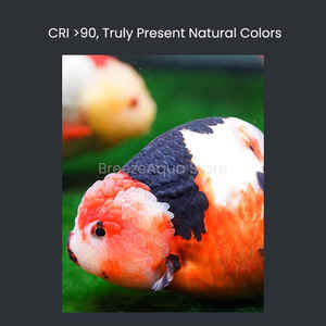 100W Super Couleur Goldfish Tank <span class=keywords><strong>LED</strong></span> Downlight Éclaircissant Coral Reef <span class=keywords><strong>Algues</strong></span> Bloom Planté <span class=keywords><strong>Aquarium</strong></span> D'eau Douce <span class=keywords><strong>Led</strong></span> <span class=keywords><strong>Éclairage</strong></span> - Product Image 4