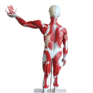 Science médicale 27 pièces 85cm FRT02906 modèle de torse <span class=keywords><strong>humain</strong></span> figure d'impression à la main modèle anatomique du <span class=keywords><strong>corps</strong></span> musclé - Product Image 5
