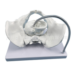 Modèle pédagogique d'accouchement ; démonstration du processus d'accouchement féminin ; modèle de bassin féminin grand et réaliste ; bassin d'accouchement. - Product Image 3