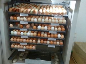 Máy Ấp Trứng Tự Động Hoàn Toàn HJ-I8 Với 1056 Máy Ấp Trứng Công Suất - Product Image 4