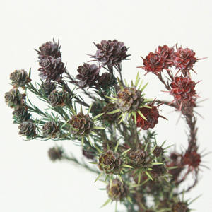 Tulipán <span class=keywords><strong>Gesneriana</strong></span> Preservado al por Mayor, Tulipán Australiano Natural Preservado para Decoración del Hogar - Product Image 1