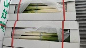 Cipollotti Verdi Cinesi Freschi e Pungenti, Ideali per Cucinare e Aromatizzare, Raccolto 2026, Vendita all'Ingrosso Diretta - Product Image 3