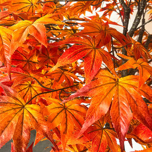 Arbre Bonsaï Artificia Érables Rouges Japonais <span class=keywords><strong>Automne</strong></span> Faux Érable Chinois Vente - Product Image 5