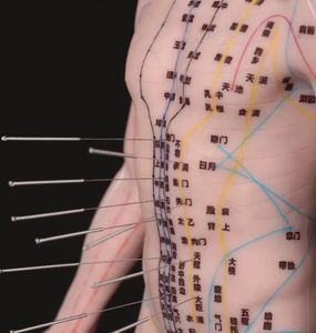 अंग्रेजी वर्शन 18.9 इंच मैन एक्यूपंक्चर मॉडल (बहुस्तरीय मेकअप) के साथ 409 एक्यूपंक्चर मॉडल (बहुस्तरीय मेकअप) सटीक मेरिडियन 1.6 किलो - Product Image 4