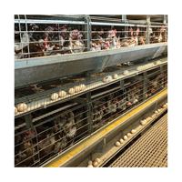 Vente directe usine : Équipement de cages en batterie automatiques de type H à 4 niveaux pour volailles, en acier galvanisé, pour usage agricole, capacité 30 000 poulets