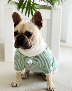 Diseñador de lujo XS y suéter de perro de lana pequeño estampado personalizado patrón sólido Valen para Otoño y verano hecho de algodón - Product Image 6