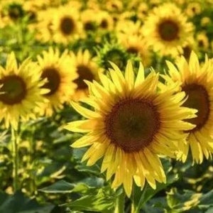 Poudre de lécithine de tournesol biologique de haute qualité 25 kg en vrac, compléments alimentaires en emballage bouteille - Product Image 3