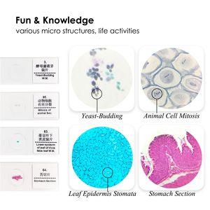 Medizinische Wissenschaft Biotechnologie Herstellung Histologie Folien Lernen von Verbindungs gewebe laborgeräten - Product Image 6