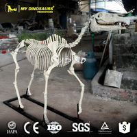 Alismy Dino DS725 squelette d'animal, modèle 3d, squelette de cheval