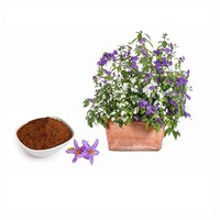 Matériel à base de plantes de Kantkari de poudre d'extrait de Solanum Xthoacarpum naturel pour les additifs alimentaires riches en éléments nutritifs et le produit de fines herbes