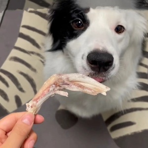 Venta al por mayor de bocadillos liofilizados para mascotas, comida para perros, pies de pato liofilizados, golosinas para perros, cachorros, Muele los dientes limpios, golosinas para gatos, bocadillos para gatos - Product Image 5