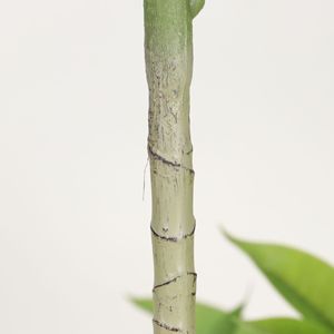 Arbre à monnaie artificiel Dream Castle, forme de parapluie à grandes feuilles, 100cm-200cm, plante décorative d'intérieur - Product Image 4