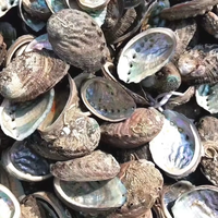 10cm en vrac pas cher chine dégagé mer naturelle petites coquilles d'ormeau pour bricolage décoration de la maison