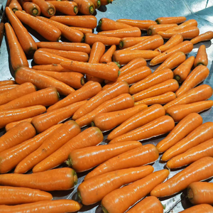 Carottes Fraîches de Qualité Supérieure 150-200g Fournisseur Chinois Vente en Gros Prix Export par Tonne Carotte Gajar Ninjin Danggeun Wortel <span class=keywords><strong>Gezer</strong></span> - Product Image 3