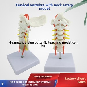 Modelo anatómico de columna Cervical humana, arteria carótida, disco intervertebral <span class=keywords><strong>Posterior</strong></span> occipital, ligamento, modelo de enseñanza de nervio - Product Image 6
