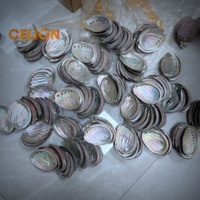 Coquillages d'Abalone Naturels CELION Factory – Meilleures Ventes, Prix Bas, pour Artisanat (3, 4 et 5 Pouces)