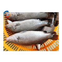 Bar à la chinoise congelé, procédé de congélation IQF, faible teneur en matières grasses, sans nicotine, emballage en carton 10kg, origine Chine