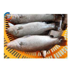 سمك باس البحر ، مورد أسماك المأكولات البحرية الطازجة ، التغليف المبرد ، سمك الباس الشيلي البحري - Product Image 3
