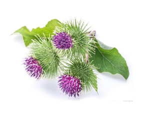 天然ゴボウ根エキス粉末有機アルクティウムラッパエキス工場供給 - Product Image 4