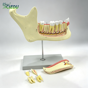 Modelo de Mandíbula Ampliada SCIEDU para Disección, Modelo de Enseñanza de la Estructura de la Mandíbula y los Dientes Humanos para Educación Médica - Product Image 1