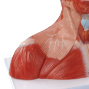 Modelo Anatómico de Alta Calidad en Oferta, Musculatura de Cabeza, Cuello y Región Torácica, 19 Partes, Tamaño Real, para Enseñanza Médica - Product Image 3
