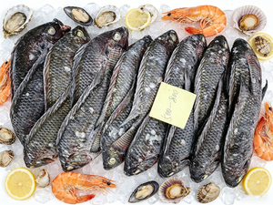 Tilapia noire du Nil entière et ronde, surgelée BQF, en gros, 300-500g, 500-800g, 800+, certifiée BRC HACCP, origine Chine - Product Image 1