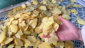 Máy Làm Bột Gừng Bán Tự Động Hoàn Toàn Và Dây Chuyền Sản Xuất Máy Chế Biến Nghiền Sấy Giặt - Product Image 5