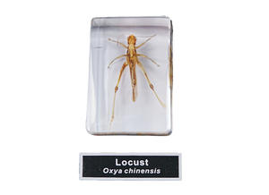 Especímenes de Insectos Reales en Resina, Diez Insectos Dañinos, Educación Científica, Biología - Product Image 5