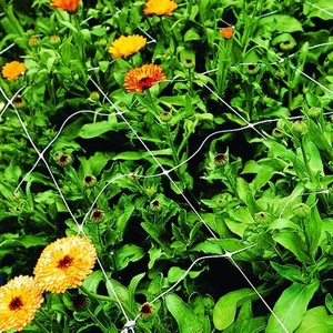 Filet de grimpement pour tomates 8 g/m² / Filet de soutien pour plantes grimpantes / Treillis pour pois - Product Image 3