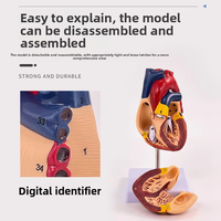 Modèle de cœur humain SCIEDU avec étiquettes numérotées, couvercle amovible - Matériel PVC, outil d'enseignement de l'anatomie, modèle de cœur