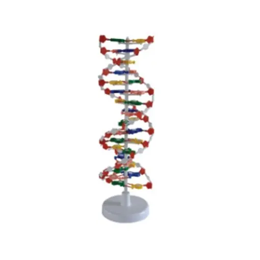 教育リソースDNAモデル医療モデルDNA構造実証モデル