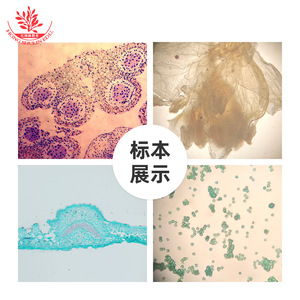 Accessoires de microscope, spécimens biologiques en plastique, illustrations bilingues (anglais et chinois), créatives - Product Image 2