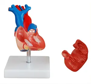 Yaşam boyu kalp modeli anatomik
