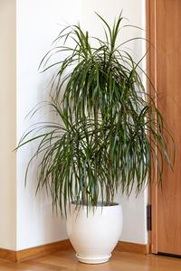 Dracaena marginata : Fournisseur de plantes ornementales d'intérieur exotiques, Arbre du dragon à bords rouges - Product Image 2