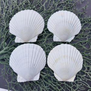 도매 대형 가리비 조개 껍데기, 해양풍 벽 장식 그림 공예 장식품용 천연 및 광택 소라 - Product Image 5
