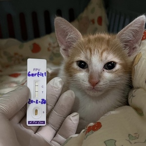 Nuevo Producto: Kit de Prueba de Tipificación Sanguínea Felina para Mascotas, Kit de Prueba de Tipo de Sangre para Gatos - Product Image 2