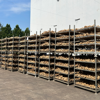 Gingembre Kakuro en vrac, gingembre frais séché, racine de gingembre, exportation en gros, prix compétitif, directement du fournisseur chinois, Gingembre