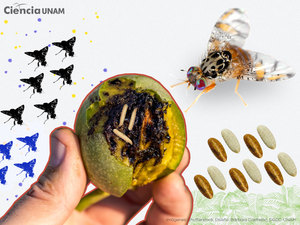 Trampa de Feromonas Trimedlure para Ceratitis Capitata |   Control de la <span class=keywords><strong>Mosca</strong></span> del Mediterráneo en los Cítricos |   Mayorista Perú - Product Image 4