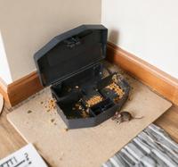 Boîte de Capture de Rats Efficace et Humaine, Station d'Appât pour Souris Verrouillable à État Solide, OEM ODM Vente en Gros pour Utilisation Intérieure, Extérieure et Agricole