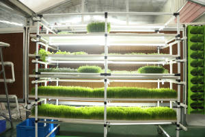 Vente flash : Système hydroponique 6-2 Harvest pour la culture de micro-légumes, de semis et de jeunes arbres fruitiers en pépinière - Product Image 3